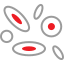 Cellules sanguines